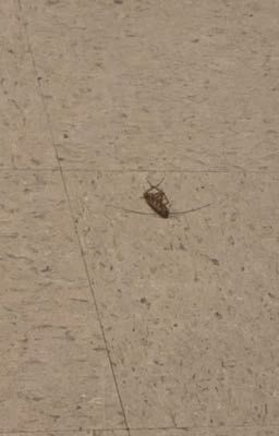 Y/n x the roach in my schools floor