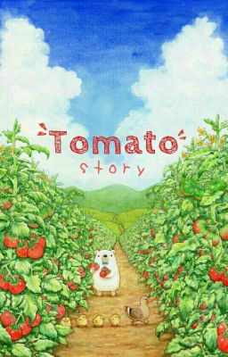 YoungHwi | Tomato Story