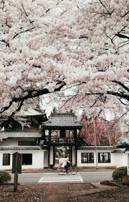 桜 (blooming). jeongcheol